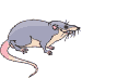 ratte02